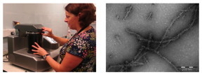 Patricia Goggin from the University of Southampton working with the Quorum Q150T ES coating system (l). A transmission electron micrograph of immuno-gold labelled amyloid beta fibrils (r) prepared by Savannah Lynn.