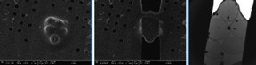 Images above of fission yeast Schizosaccharomyces pombe cells prepared for TEM - by Vitrobot freezing on Quantifoil grids and Quorum PP3010T transfer for FEI Versa FIB milling.