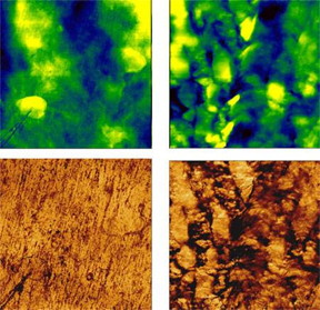 Topographic (green) and stiffness (gold) images of paraffin film before stretching (left) and after stretching to more than 3x of the original length (right).