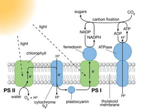 Photosystems (PS) I and II are large protein complexes that contain light-absorbing pigment molecules needed for photosynthesis. PS II captures energy from sunlight to extract electrons from water molecules, splitting water into oxygen and hydrogen ions (H+) and producing chemical energy in the form of ATP. PS I uses those electrons and H+ to reduce NADP+ (an electron-carrier molecule) to NADPH. The chemical energy contained in ATP and NADPH is then used in the light-independent reaction of photosynthesis to convert carbon dioxide to sugars.
