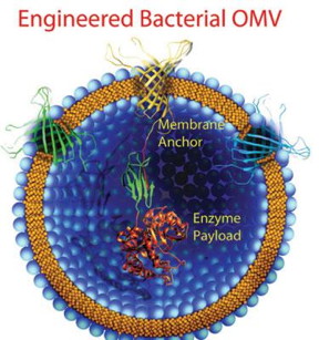 Engineered bacterial OMV.
CREDIT
Kendrick B. Turner and Scott A. Walper, Bentham Science Publishers