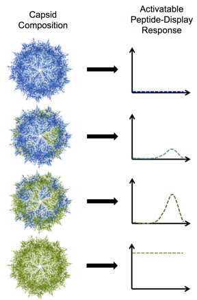 Rice University bioengineers have developed programmable adeno-associated viruses by modifying one of three proteins that assemble into a tough shell called a capsid. In this illustration, blue subunits in the capsid represent the protein VP3 and green subunits represent a truncated mutant of VP2. From top to bottom: a VP3-only capsid that does not display any peptides; a mosaic capsid with a majority of VP3 and small amount of the VP2 mutant that shows a low level of activable peptide display; a mosaic capsid with equal amounts of VP3 and VP2 mutant that shows a high level of activable peptide display; and a homomeric VP2 mutant capsid with a high level of constant, brush-like peptide display. (Credit: Nicole Thadani/Rice University)