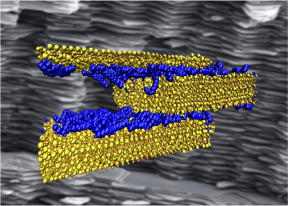 Rice University scientists probing the interfacial interactions of polymer (blue) and cement (yellow) discovered the right mix of hydrogen bonds is critical to making strong, tough and ductile composite materials for infrastructure. Computer simulations like that in the illustration measured the strength of the bonds as hard cement slides past the soft polymer in a layered composite, which mimics the structure nacre, seen in the background.

CREDIT
Probhas Hundi/Multiscale Materials Laboratory


