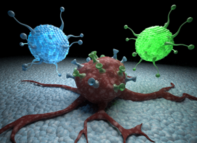 Nanocarriers binding the mannose receptor. Picture: C Hohmann/NIM