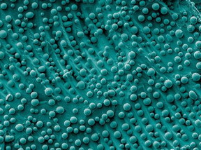 Electron micrograph showing gallium arsenide nanoparticles of varying shapes and sizes. Such heterogeneity can increase costs and limit profits when making nanoparticles into products. A new NIST study recommends that researchers, manufacturers and administrators work together to solve this, and other common problems, in nanoparticle manufacturing.

Credit: A. Demotiere, E. Shevchenko/Argonne National Laboratory