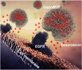 Synthetic polymer nanoparticles, or nanoMIPs, bind to cell surface via the epidermal growth factor receptor (EGFR). The red dots represent the cytotoxic agent doxorubicin, which is delivered by nanoMIPs and penetrates the cell membrane.

CREDIT
F. Canfarotto et al./Nano Letters