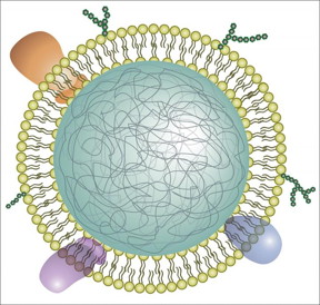 Illustration of a neutrophil cell membrane-coated nanoparticle.

CREDIT
Qiangzhe Zhang/Nature Nanotechnology
