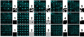 Reducing entropy in a randomly half-filled 5x5x5 lattice of atoms. Each row shows a snapshot of the 5 planes in the lattice. The top row shows the initial random distribution of atoms among the 3D array of 125 possible sites. The second row show the distributions of atoms after the first sort and the third row shows the distribution after the second sort, at which point the target 5x5x2 sublattice is completely filled. This process reduces the entropy in the system by a factor of about 2.4.

CREDIT
Weiss Laboratory, Penn State

