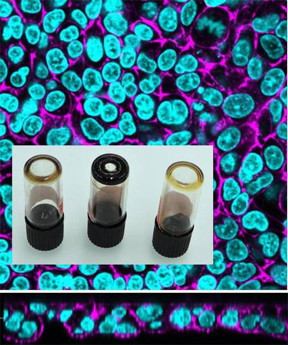 Dispersion behavior and agglomeration state of carbon nanodots and LSM images of co-cultures exposed to nanodots.

CREDIT
Estelle Durantie and Hana Barosova