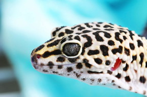 Gecko ears contain a mechanism similar to Stanford researchers system for detecting the angle of incoming light. (Image credit: Vitaliy Halenov)