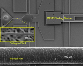 A collagen fibril mounted on a MEMS mechanical testing device. At the bottom is a single human hair for size comparison.

CREDIT
University of Illinois Department of Aerospace Engineering