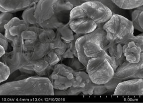 Electrode sample with 0.06% of TUBALLTM shows good coverage of the particles surface