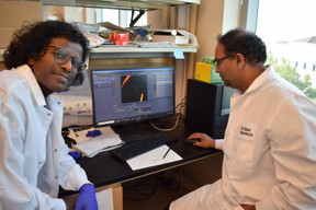 Scripps Research neuroscientists Srinivasa Subramaniam, PhD, and Manish Sharma, PhD, review confocal microscope images of the Huntington's protein moving between neurons via nanotube.

CREDIT
Courtesy Scripps Research

