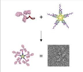 Collaboration between Novo Nordisk and Professor Kurt Gothelf's laboratory at Aarhus University yields novel method to engineer large multi-antibody-like nanostructures using DNA nanotechnology

Assembly of an artificial IgM from a DNA-antibody conjugate and a small 5-way DNA structure. The structure is characterized by Transmission Electron Microscopy (100 x 100 nm). With permission from Angewandte Chemie Int. Ed.

CREDIT
Thorbjrn Birger Nielsen and Professor Kurt Vesterager Gothelf, Department of Chemistry and Interdisciplinary Nanoscience Center, Aarhus University
