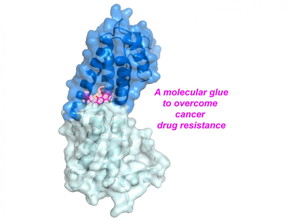 Structure of the complex containing Rev1 and JH-RE-06. The two copies of the Rev1 protein are shown in dark and light blue, while the small molecule JH-RE-06 wedged in between is shown in bright pink.

CREDIT
Pei Zhou