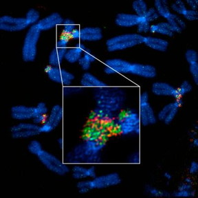 Structural Illumination super-resolution microscopy (SIM) images of mitotic chromosomes from human cells, showing rDNA-linked chromosomes. rDNA was labeled with rDNA probe and UBF antibody (green and red). Both rDNA and UBF form filamentous connections between chromosomes.

CREDIT
Gerton Lab