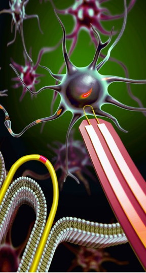 U-shaped nanowires can record electrical chatter inside a brain or heart cell without causing any damage. The devices are 100 times smaller than their biggest competitors, which kill a cell after recording. Credit: Lieber Group, Harvard University