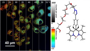 Rice University chemists modified BODIPY molecules to serve as nano-thermometers inside cells. The chart on the left is a compilation of fluorescent lifetime micrographs showing the molecules response to temperature, in Celsius. At right, the structure of the molecule shows the rotor, at bottom, which is modified to restrict 360-degree rotation. (Credit: Meredith Ogle/Rice University)