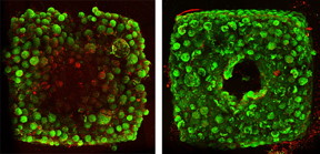 Tissues created without SWIFT-printed channels display cell death (red) in their cores after 12 hours of culture (left), while tissues with channels (right) have healthy cells. Credit: Wyss Institute at Harvard University