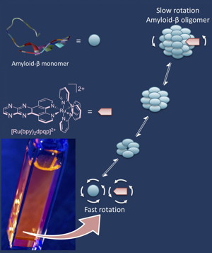 A ruthenium-based tag developed at Rice University takes advantage of fluorescent anisotropy to measure the rotation of amyloid beta oligomers as they grow in solution. Small aggregates rotate fast, while large oligomers rotate slowly, a characteristic that lets researchers watch as they grow. Amyloid beta oligomers are toxic to neurons and implicated as a possible cause of Alzheimer's disease. (Credit: Angel Martí Group/Rice University)