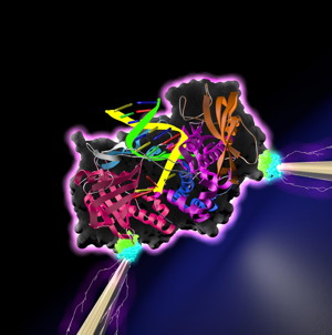 A DNA polymerase--an enzyme that synthesizes DNA molecules from nucleotide building blocks--is poised between a pair of electrodes. Binding of nucleotides by the polymerase causes conductance spikes, which may be characteristic of the specific molecules bound by the polymerase. Such a device, in theory, could carry out rapid, accurate, low cost DNA sequencing, and may have many additional applications in medical diagnostics, industrial production and other areas.

CREDIT
Lindsay lab
