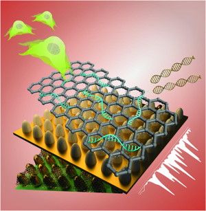 This unique biosensing platform consists of an array of ultrathin graphene layers and gold nanostructures. The platform, combined with high-tech imaging (Raman spectroscopy), detects genetic material (RNA) and characterizes different kinds of stem cells with greater reliability, selectivity and sensitivity than today's biosensors.

CREDIT
Letao Yang, KiBum Lee, Jin-Ho Lee and Sy-Tsong (Dean) Chueng
