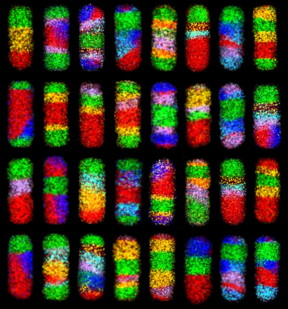 A simple, modular chemical approach could produce over 65,000 different types of complex nanorods. Electron microscope images are shown for 32 of these nanorods, which form with various combinations of materials. Each color represents a different material. IMAGE: SCHAAK LABORATORY, PENN STATE