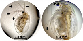 Daphnia, a species of plankton, were exposed to molecular machines developed at Rice University in lab experiments to determine the effects of the microscopic drills on tissue. At left is a healthy plankton with all of its appendages. At right, the daphnia has only two of its appendages after 10 minutes of exposure to light-activated nanomachines. The drills are intended to target drug-resistant bacteria, cancer and other disease-causing cells and destroy them without damaging adjacent healthy cells. (Credit: Alison Buck/Biola University)