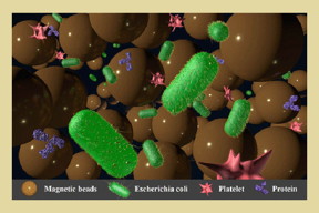 An enlarged image of the different bioparticles found in a specimen including the micro-beads to better isolate bacteria.
