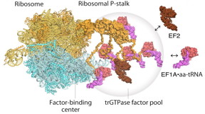Model of translating ribosomes and elongation factors. EF1AGTPaatRNA and EF2 assemble to the ribosomal stalk on the translating ribosome. The translation factor pool contributes to efficient protein synthesis in a crowded intracellular environment.

CREDIT
Proceedings of the National Academy of Sciences