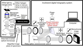 Overview of the developed high-speed holographic fluorescence microscopy system for scanless 3D measurement with submicron resolution.

CREDIT
National Institute of Information and Communications Technology (NICT), Tohoku University, Toin University of Yokohama, Japan Science and Technology Agency (JST)