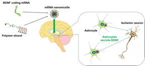 Brain-derived neurotrophic factor (BDNF) serves as a potential candidate neuroprotective agent, but there are almost no successful clinical trials due to high hurdle in brain access and short half-life. Fukushima et al. show intraventriclarly administered BDNF mRNA using polyplex nanomicelle exerted a prominent effect to prevent neuronal death with the unique mechanism of action. BDNF mRNA was extensively introduced into the astrocytes to generate a higher level BDNF protein in ischemic lesion.

CREDIT
Department of Biofunction Research,TMDU