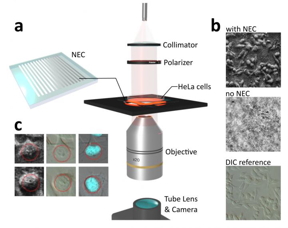 a The nanophotonics enhanced coverslip (NEC) adds phase imaging capability to a normal microscope coverslip, thereby shrinking bulky phase-imaging methods down to the size of a chip. The less than 200 nm thick design consists of a subwavelength spaced grating on top of an optically thin film, supported by a glass substrate. b Exemplary demonstration of phase-imaging of human cancer cells (HeLa cells) using the NEC. By placing the Petri dish containing the cell culture directly on top of the NEC, pseudo 3D images of the cells are created. The obtained images are similar to those obtained by the conventional phase-imaging technique of differential interference contrast (DIC) microscopy. In the reference image, recorded without the NEC, the cells are mostly invisible. c Use of the NEC device not only enabled visualization of the general shape of the cell, but also features inside of the cell nucleus (left). This was confirmed via comparison with images obtained via conventional DIC microscopy (middle) and fluorescence microscopy (right).

CREDIT
by Lukas Wesemann, Jon Rickett, Jingchao Song, Jieqiong Lou, Elizabeth Hinde, Timothy J. Davis, and Ann Roberts