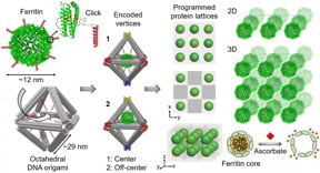 An illustration showing the approach for assembling biologically functional proteins into ordered 2D and 3D arrays through programmable octahedral-shaped DNA frameworks. These frameworks can host and control the placement of the proteins internally -- for example, at the center (1) or off-center (2) -- and be encoded with specific sequences externally (color coding scheme) to create desired 2-D and 3-D lattices. For example, red only connects to red, blue to blue, and so on. The team demonstrated the preserved biological activity of ferritin lattices by adding a compound (ascorbate) that induced the release of iron irons forming the ferritin core.

CREDIT
Nature Communications volume 12, Article number: 3702 (2021)