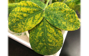 Researchers from the University of Tsukuba have found that coating soybean plant leaves with cellulose nanofiber (CNF) gives protection against an aggressive fungal disease. The CNF coating changed leaf surfaces from water repellent to water absorbent, and suppressed pathogen gene expression associated with infection mechanisms, offering resistance to the destructive Asian rust disease. This is the first study to examine CNF application for controlling plant diseases, and it offers a sustainable alternative to managing plant disease.

CREDIT
University of Tsukuba