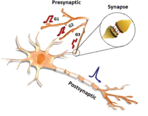 Schematic of biological presynaptic and postsynaptic neurons and a synapse (inset)

CREDIT
Korea Institute of Science and Technology(KIST)