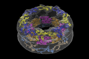 A model of the human nuclear pore complex (NPC), depicting the major proteins that make up the pores three rings. From top to bottom: the Cytoplasmic Ring is blue and yellow; the Inner Ring is orange and pink; and the Nucleoplasmic Ring is light blue and gold.

CREDIT
Anthony Schuller