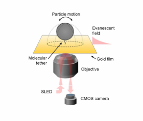 The graphic shows the basic experimental setup for Surface Plasmon Resonance Microscopy (SPRM). When a particle of interest binds with a receptor, tethered to a thin gold film, the event disturbs a surface plasmon wave, which is registered as a change in light intensity. SLED (for super-luminescent emitting diode) is the light source, which illuminates the sample and induces a surface plasmon wave that ripples across the gold surface. A high speed camera captures these rapid changes, imaging the binding dynamics.

CREDIT
Adapted with permission from Three-Dimensional Tracking of Tethered Particles for Probing Nanometer-Scale Single-Molecule Dynamics Using a Plasmonic Microscope Copyright 2021 American Chemical Society.