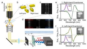 a, Schematic drawing of the LCPG-based polarization-dispersive spectrometer. The inset illustrates the director distribution of the liquid crystal in the grating. b, Structure of the vertically coupled nanorod pairs used in this work. c, Dark-field image of an array of vertically coupled nanorod pairs with different geometrical parameters. The period of the array is 3 μm. d, Spectral image of array of nanorod pairs labeled in c. The RCP and LCP components are labeled with red and blue boxes, respectively. e and f are the SCD spectra of sample 1 and 2 in c, respectively. The insets show the correlated SEM image of samples, as well as the left-hand and right-hand circularly polarized components of the scattered light of sample labeled in d. Scalebar: 100 nm.

CREDIT
by Shuang Zhou, Jie Bian, Peng Chen, Mo Xie, Jie Chao, Wei Hu, Yanqing Lu, and Weihua Zhang