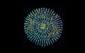 The microstructures in a radially arranged microarray , as seen here, can perform complex traveling waves of locally interacting posts .

CREDIT
Joanna Aizenberg/Harvard SEAS