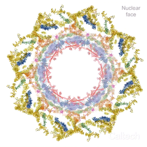 The nuclear pore complex (NPC) is able to expand and contract to adapt to the needs of the cell.
CREDIT
Hoelz Laboratory/Caltech Reprinted with permission from S. Petrovic et al., Science 376, eabm9798 (2022).