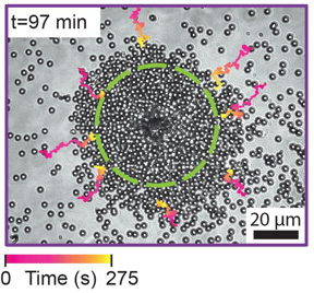 Microparticles clustering around a Janus particle. The dashed line delineates the lasing area, and the pink/yellow lines show the tracks of several microparticles
CREDIT
Imperial College London