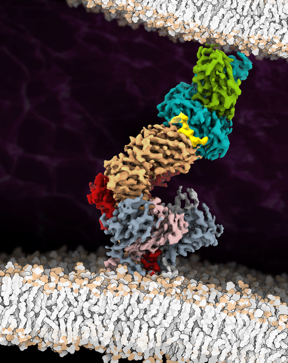 The cryo-EM structure of the fully assembled T-cell receptor (TCR) complex with a tumor-associated peptide/MHC ligand provides important insights into the biology of TCR signaling. These insights into the nature of TCR assembly and the unusual cell membrane architecture reveal the basis of antigen recognition and receptor signaling.
CREDIT
Robert Tampé, Goethe University Frankfurt
