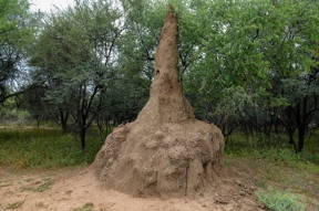 A termite mound seen in Gaborone Game Reserve in Botswana. Termites are known to build mounds as tall as 30 feet.
Credit: Oratile Leipego
