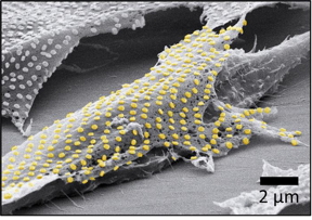 An array of gold nanodots was tattooed onto a living fibroblast cell.

CREDIT
Adapted from Nano Letters, 2023, DOI: 10.1021/acs.nanolett.3c01960