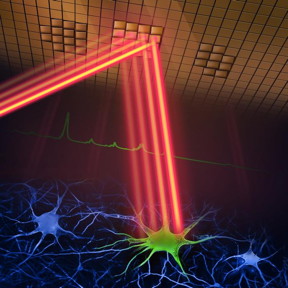 A new two-photon fluorescence microscope can capture high-speed images of neural activity at cellular resolution thanks to a new adaptive sampling scheme and line illumination. The illustration shows the adaptive sampling scheme, in which a laser beam patterned by a digital micromirror device selectively illuminates neurons in the brain tissue to image their activity.

Credit
Wei Wei and Mei Xueting, LINGO.AI LLC