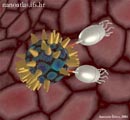 Antonio Siber - Nanobots
