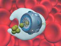 Gobblebot: Artificial White Blood Cell - Tim Fonseca