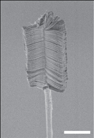 Nanotube Brush