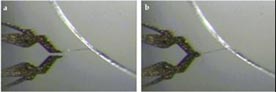 Zyvex -  microgrippers grasping collagen fiber, and pulling the fiber taut